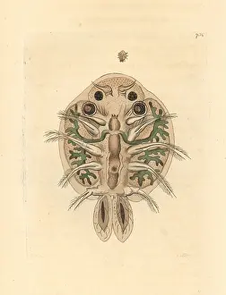 Cyclops: Water flea, Cyclops cyprinaceus