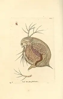 Miscellany: Water flea, Daphnia pulex