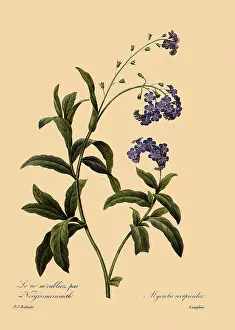 Palustris: Water Forget-Me-Not