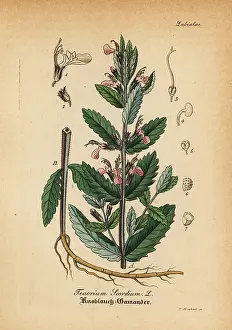 Artus: Water germander, Teucrium scordium