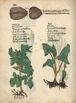 Tuberosa: Water germander, Teucrium scordium, arum, Arum maculatum