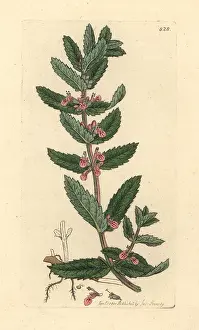 Germander: Water germander, Teucrium scordium
