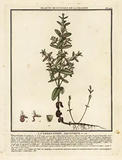 Plante Medicinale De La France: Water germander, Teucrium scordium