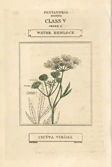 Hemlock: Water hemlock, Cicuta virosa