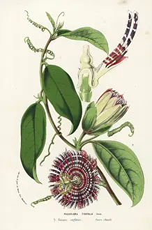 Passionflower: Water lemon, Passiflora laurifolia