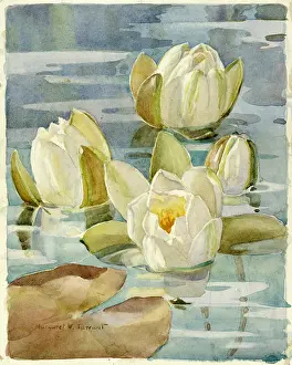 Water Lilies