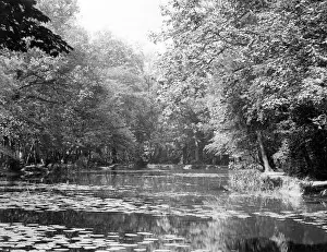 Wanstead: WATER LILIES AT WANSTEAD