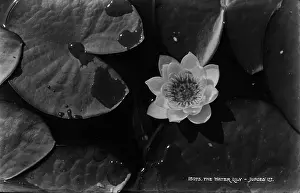 Droplets: The Water Lily