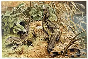 Varanus: WATER MONITORS ROB NEST