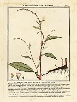 Colour Printing: Water pepper, Persicaria hydropiper