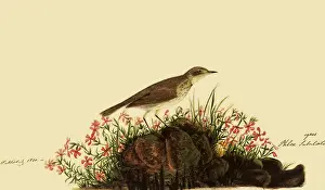 Atop: Water Pipit
