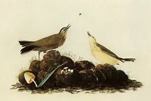 Damp: Water Pipits