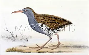 Rallus: WATER RAIL
