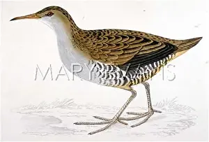 Rallus: WATER RAIL (MORRIS)
