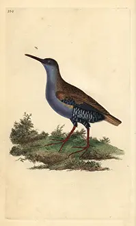 Rallus: Water rail, Rallus aquaticus