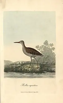 Rallus: Water rail, Rallus aquaticus