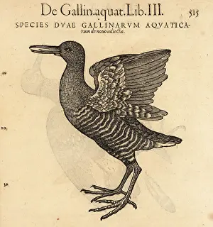 Xylograph: Water rail, Rallus aquaticus