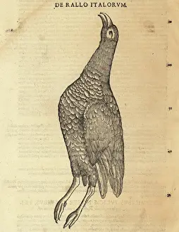 Xylograph: Water rail, Rallus aquaticus