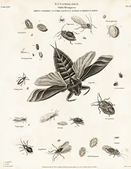 Universal Dictionary: Water scorpion, aphid, bedbug, and scale insects