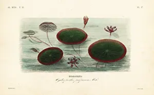 Flore: Water-shield, Brasenia schreberi, Hydropeltis purpurea