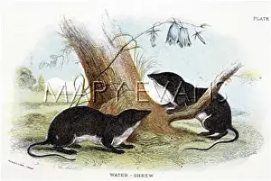 Shrews: WATER SHREWS 19C