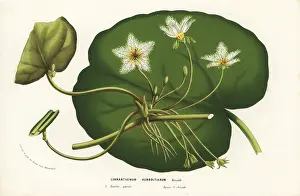 Indica: Water snowflake, Nymphoides indica