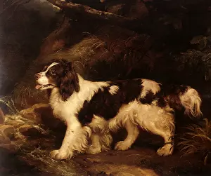 Springer: Water Spaniel