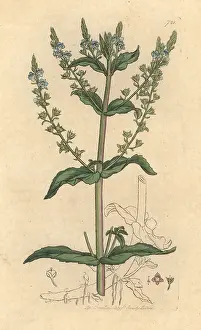 Speedwell: Water speedwell, Veronica anagallis-aquatica
