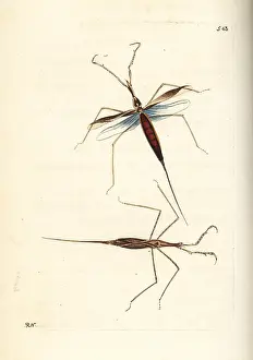 Linearis: Water stick insect, Ranatra linearis