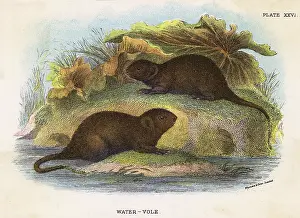 Vole: WATER VOLE 19C