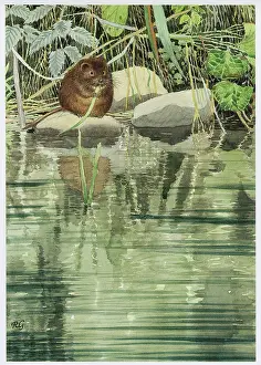 Water Vole