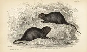 Amphibius: Water vole, Arvicola amphibius