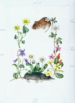 Shrew: Water vole and shrew with wild flowers