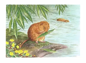 Voles: Water Voles