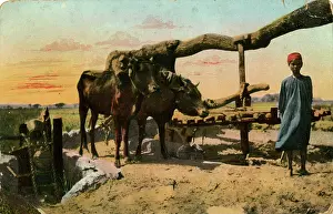 Sakia: Water wheel (sakia) with oxen, Egypt