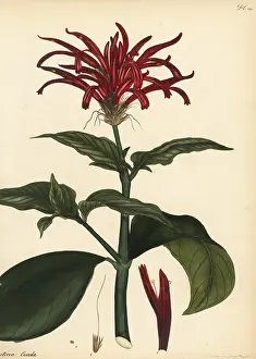 George Hibbert: Water-willow, Rhacodiscus lucidus