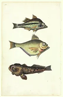 Watling: Watercolour 50 from the Watling Collection