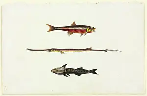 Watling: Watercolour 58 from the Watling Collection