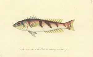 Watling: Watercolour 63 from the Watling Collection