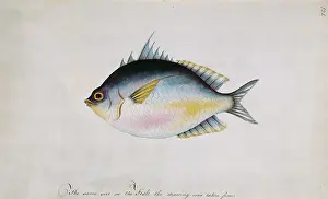 Watling: Watercolour 66 from the Watling Collection