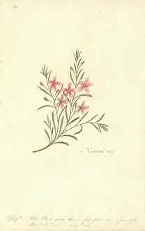 Watling: Watercolour 67 from the Watling Collection