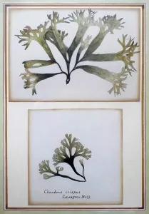 Horticulturist: Two watercolour studies by Gertrude Jekyll