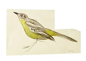 Sheppard: Watercolour study of a bird