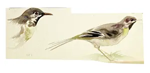 Sheppard: Watercolour study of birds