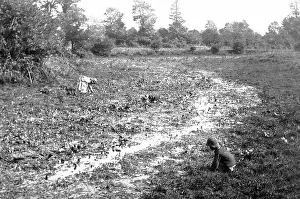 Watercress: Watercress beds near the source of the River Thames