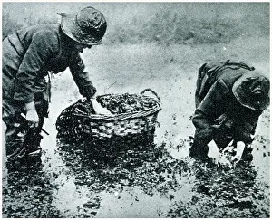 Watercress: Watercress Cultivation 1923