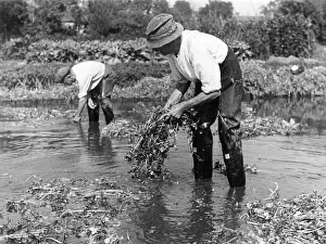 Cress: WATERCRESS CULTIVATION