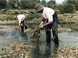Cress: WATERCRESS CULTIVATION