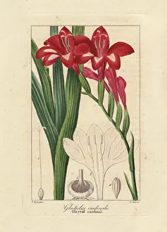 Cardinalis: Waterfall gladiolus, Gladiolus cardinalis