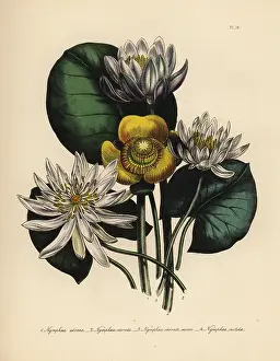 Odorata: Waterlily species